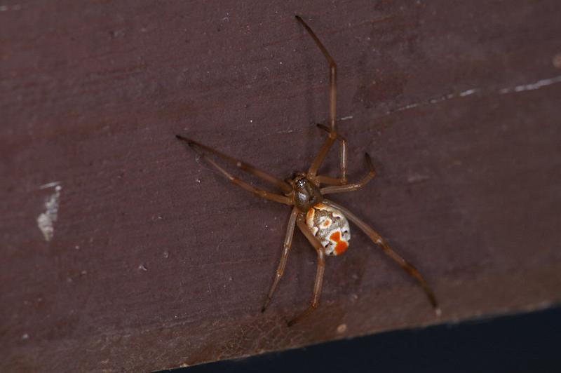 Latrodectus_hasselti_D3417_Z_85_E. of Nuendah homestead_Australie.jpg